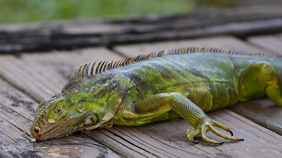 El fenómeno de las iguanas congeladas en Florida