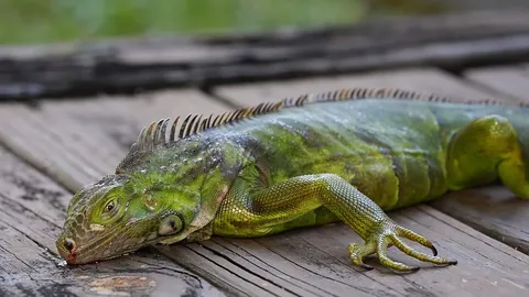 El fenómeno de las iguanas congeladas en Florida