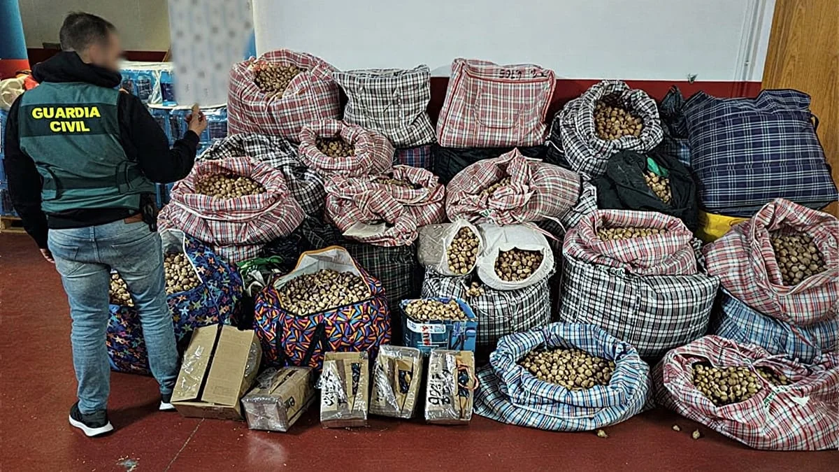 Desarticulación de una red de robo de adormidera en España con destino a EE.UU.