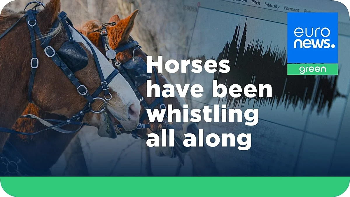Por qué relinchan los caballos: el sorprendente secreto detrás de su sonido
