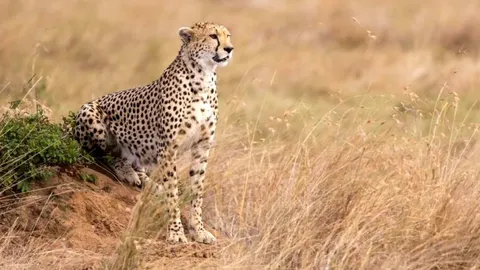 La ONU protege 40 nuevas especies