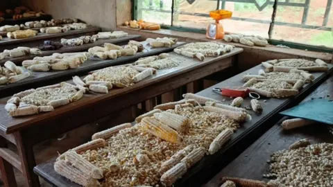 El Cambio Climático en Kivu del Norte