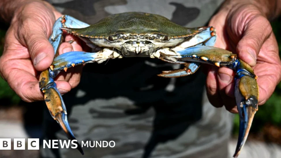 El cangrejo azul: la joya venezolana que se quedó sin mercado