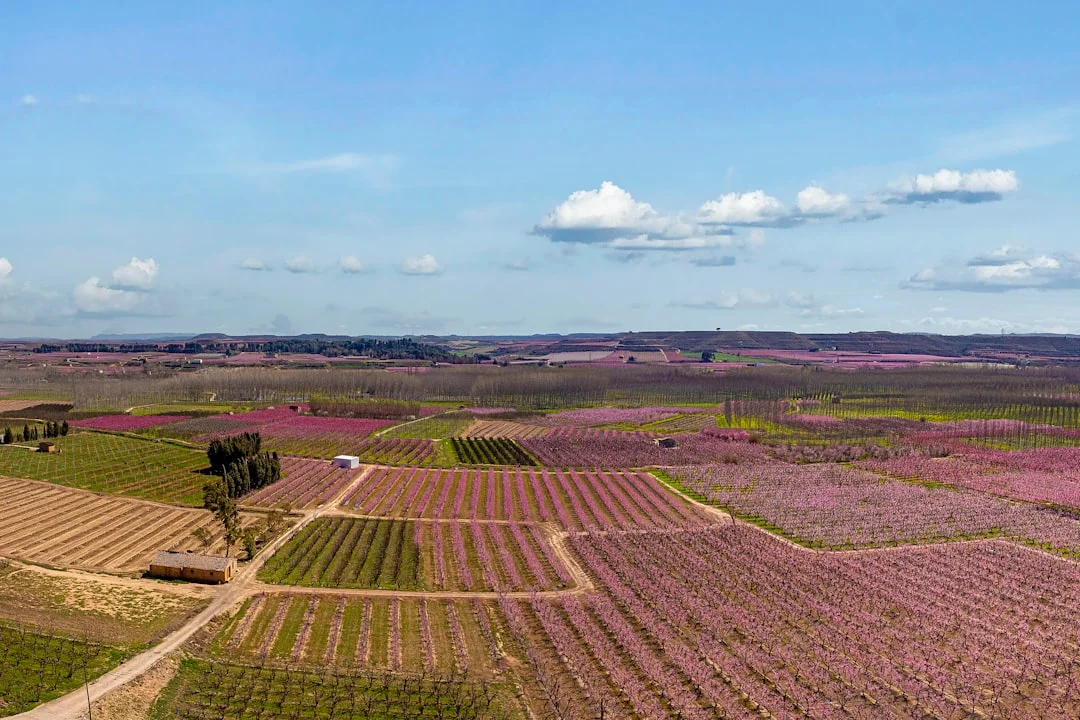 Los melocotoneros en flor de Veria