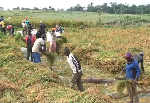 La Autonomía del Arroz en Camerún