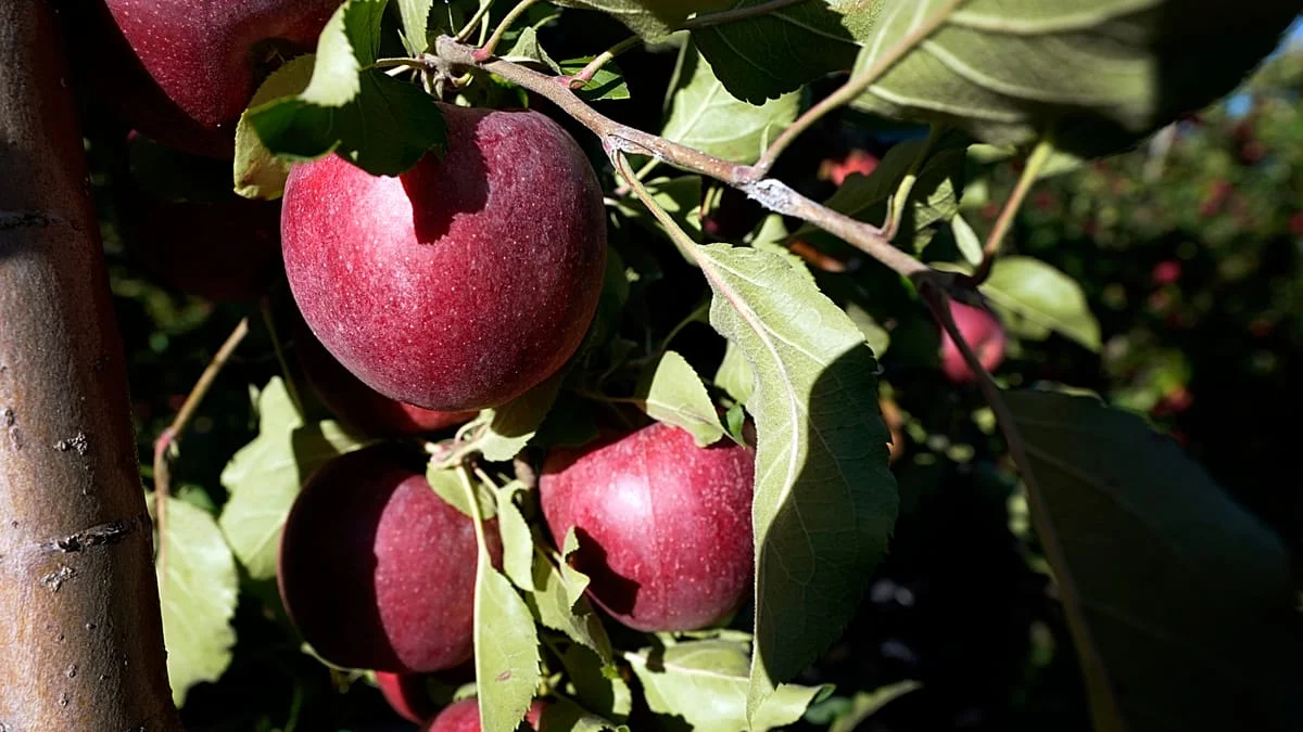Un laboratorio crea cartílago humano con manzanas
