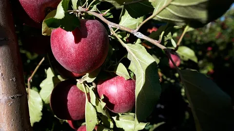 Un laboratorio crea cartílago humano con manzanas