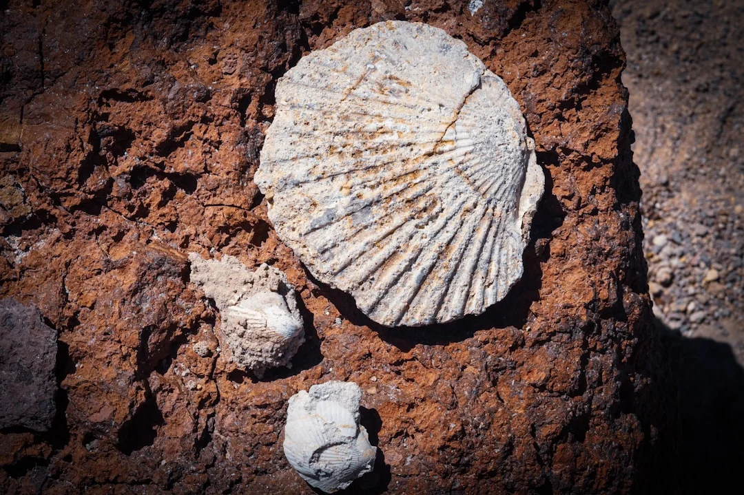 Descubrimiento del Buque Danés hundido hace 225 años