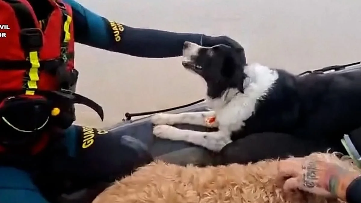 Rescate de mascotas tras inundaciones en el sur de España