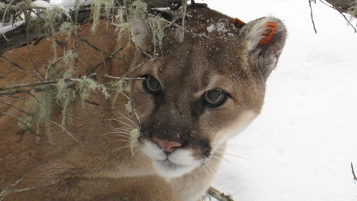 Alerta en Polonia: un puma salvaje en los bosques