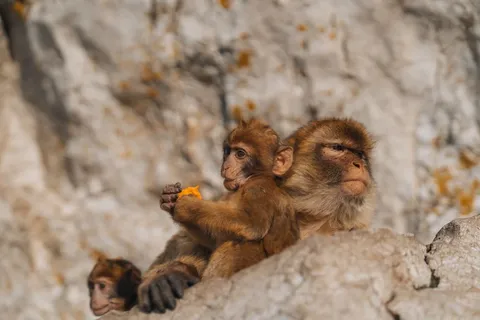 Los monos de Gibraltar y su extraño hábito de comer tierra