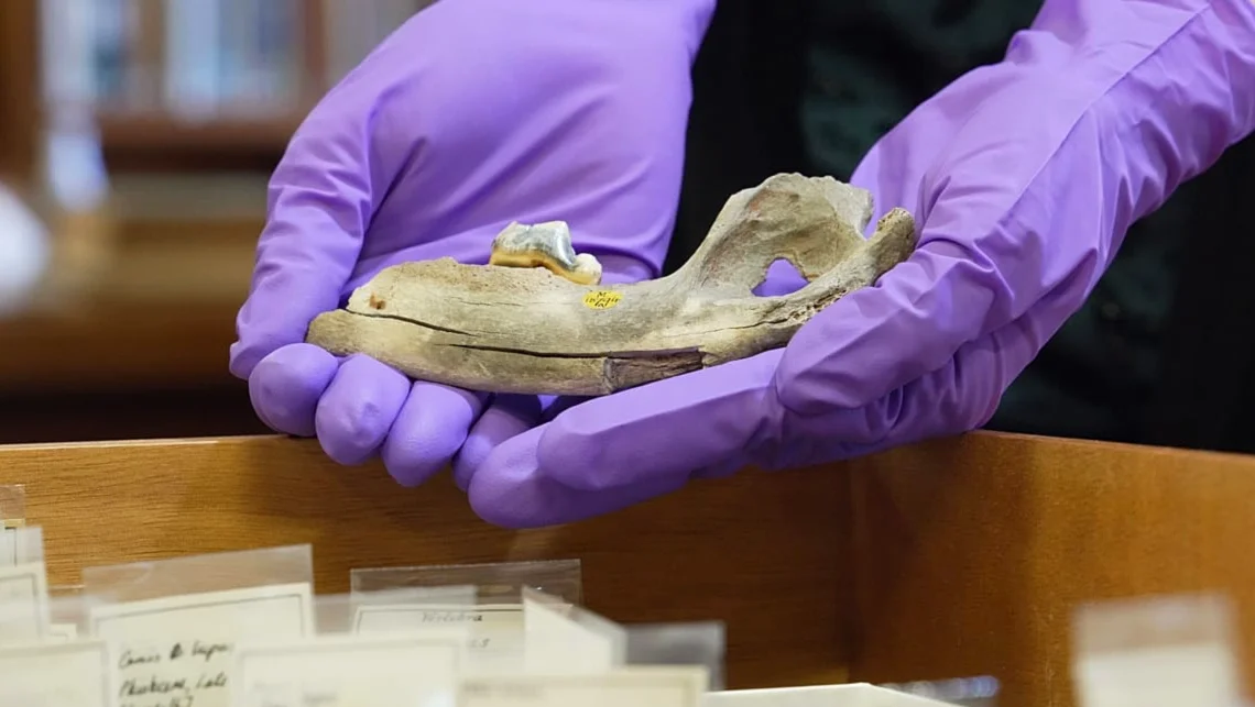 Los perros han vivido con humanos por 15,000 años