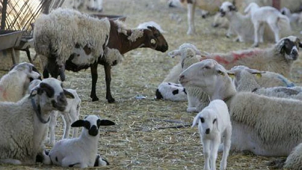 Chipre prohíbe el movimiento de ganado por fiebre aftosa