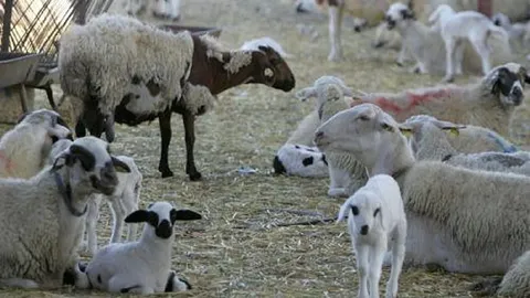 Chipre prohíbe el movimiento de ganado por fiebre aftosa
