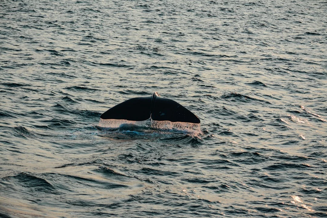 El Misterio de una Ballena Jorobada en el Mar Báltico