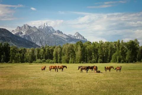 Los Caballos Salvajes de Chernóbil