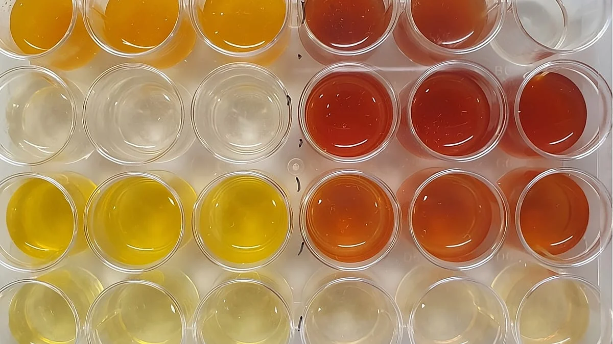 La bacteria que puede limpiar campos de batalla