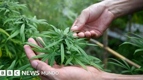 El gobierno de Trump reclasifica la marihuana médica como una droga menos peligrosa