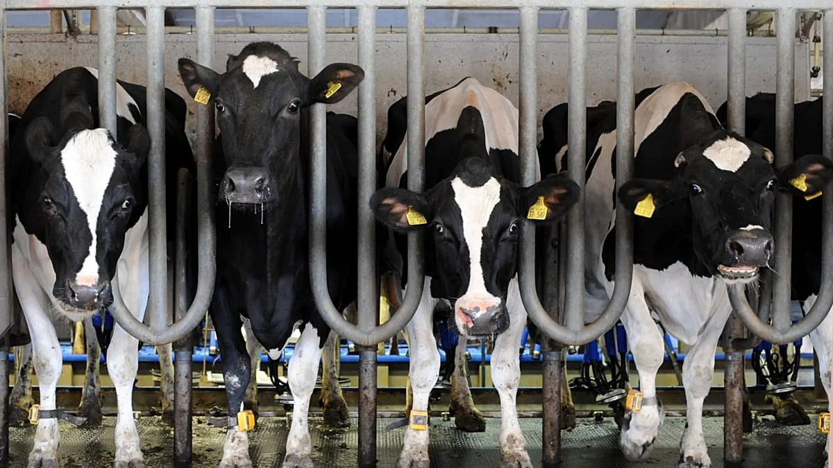 La industria cárnica y el clima: un problema oculto