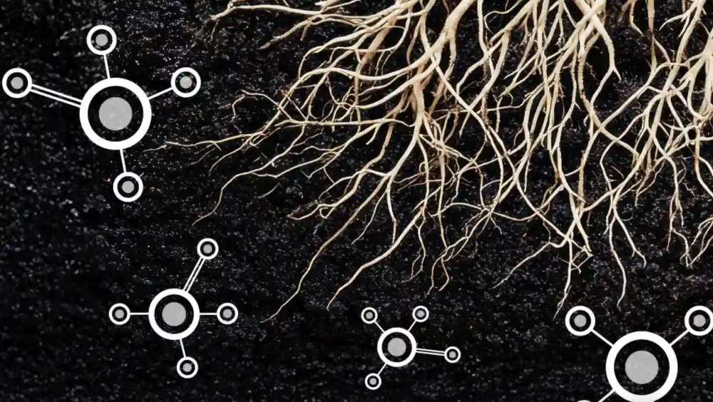 Episode 2 of The Phosphate Clinic