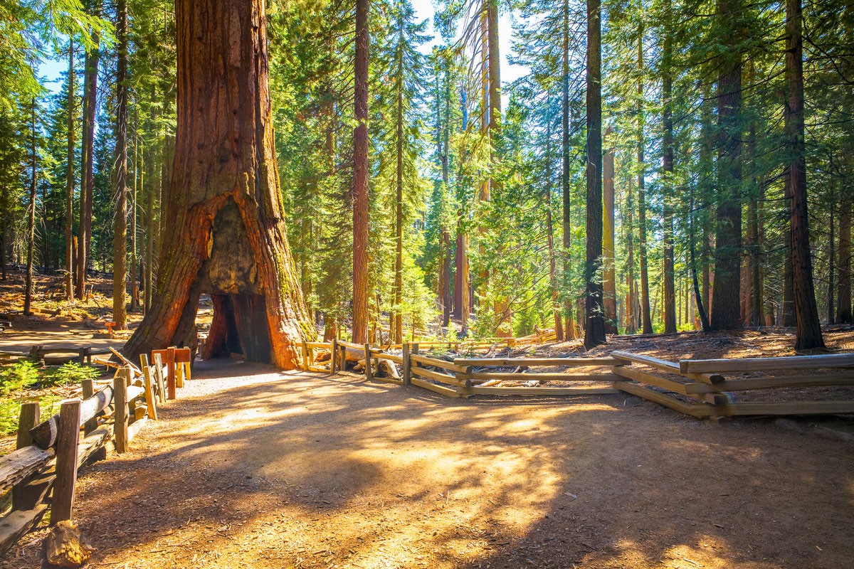 The National Park Service Celebrates Its 100th Birthday