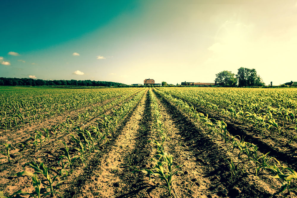 The Farmer