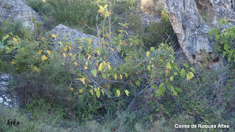 foto 1: Coves de Roques Altes