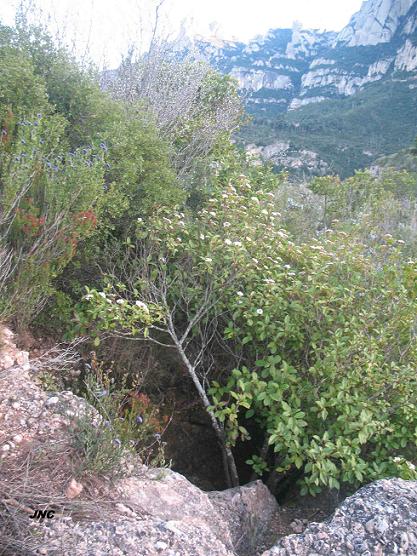 foto 0: Pouetó de la Carena dels Piteus