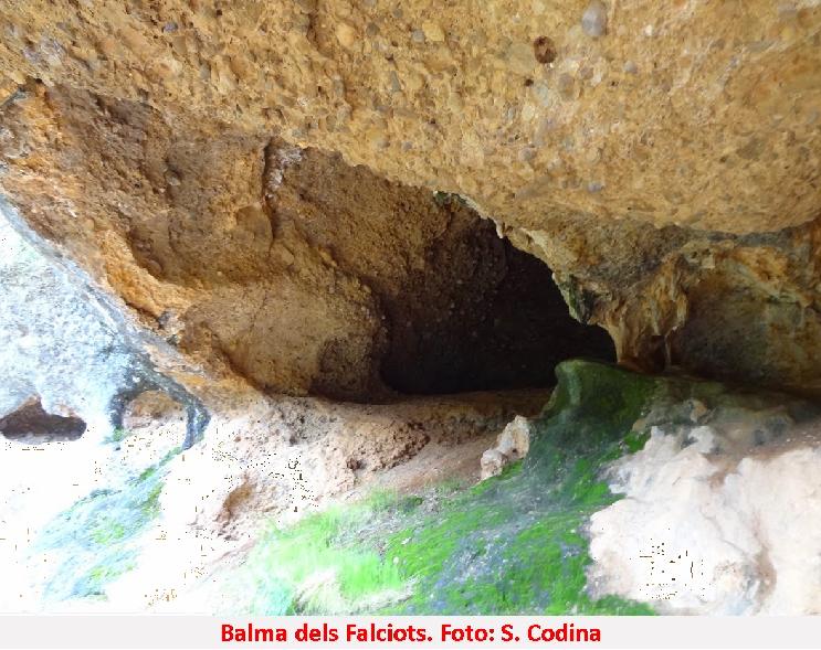 foto 2: Balma dels Falciots