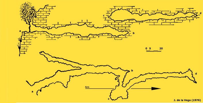 topo 1: Cova de les Llenes