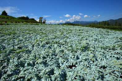 eSupplements.com glucomannan eSupplements.com glucomannan