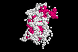HGH Molecule HGH Molecule