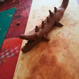 Image de l'activité 1