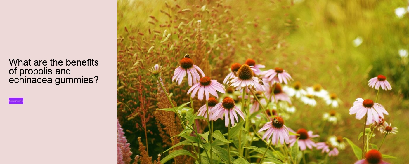 Is echinacea safe for heart?