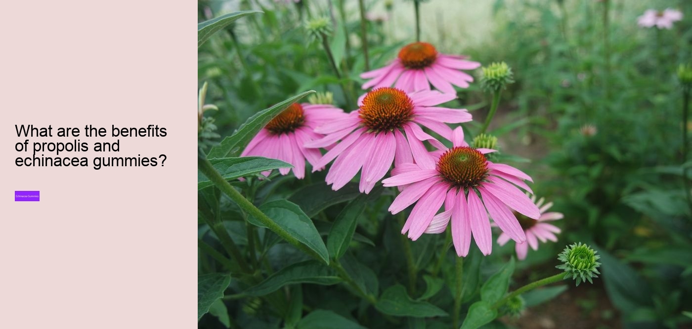 Is it OK to take echinacea every day?