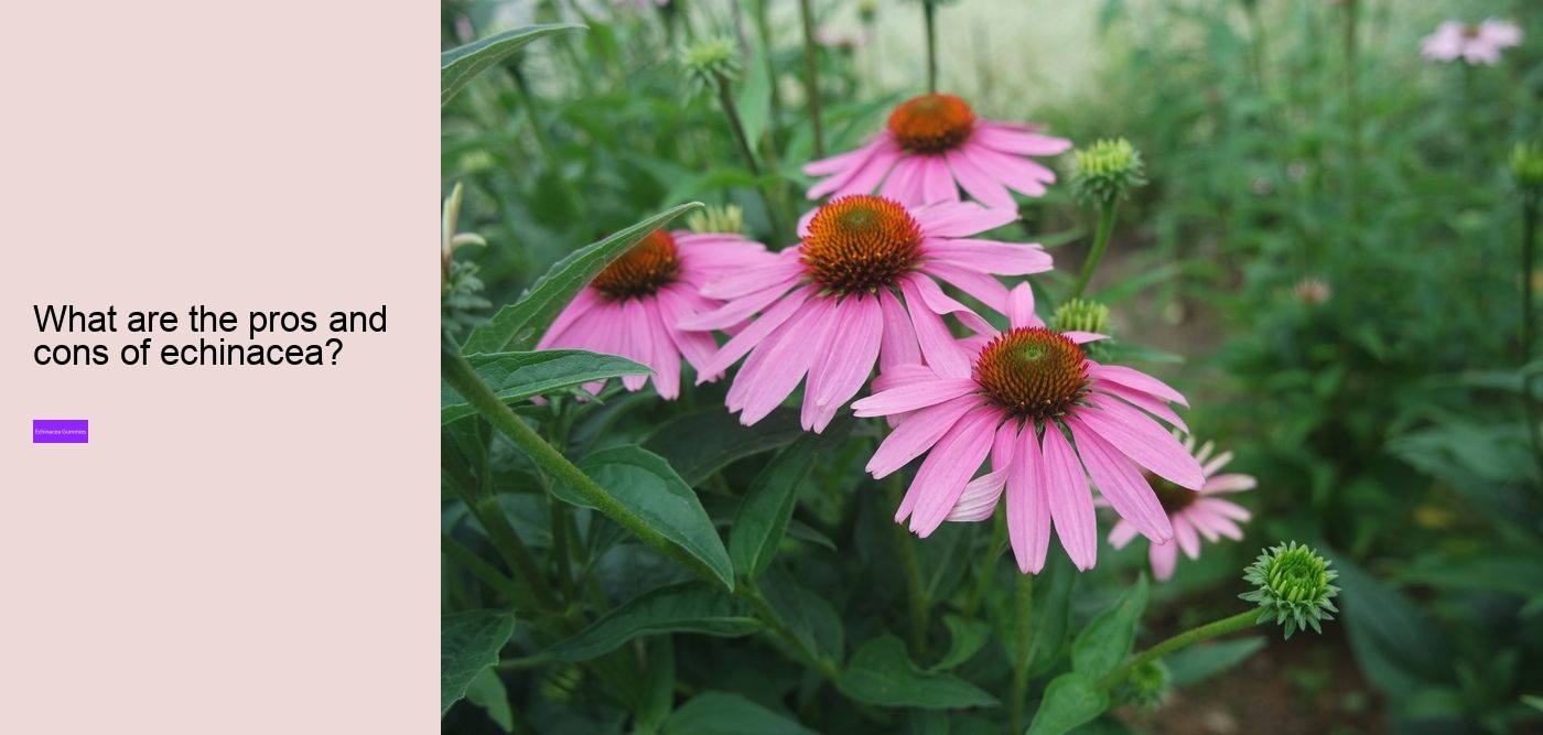 zinc and echinacea gummies