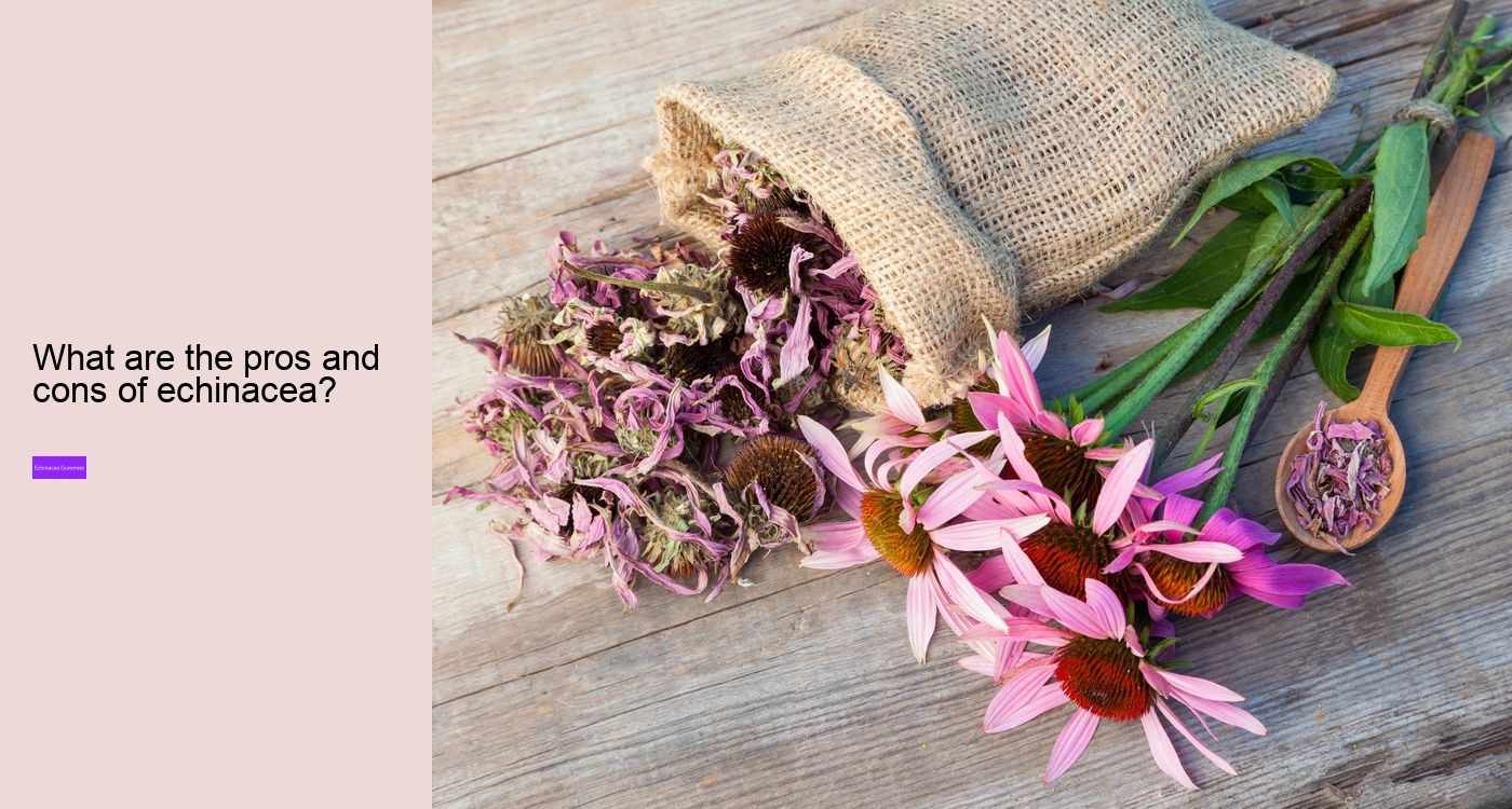 How does echinacea help your immune system?