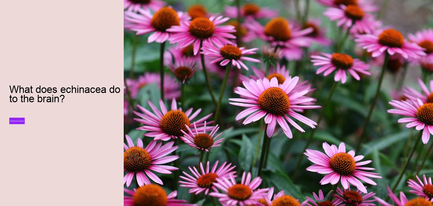 Does echinacea cleanse your body?