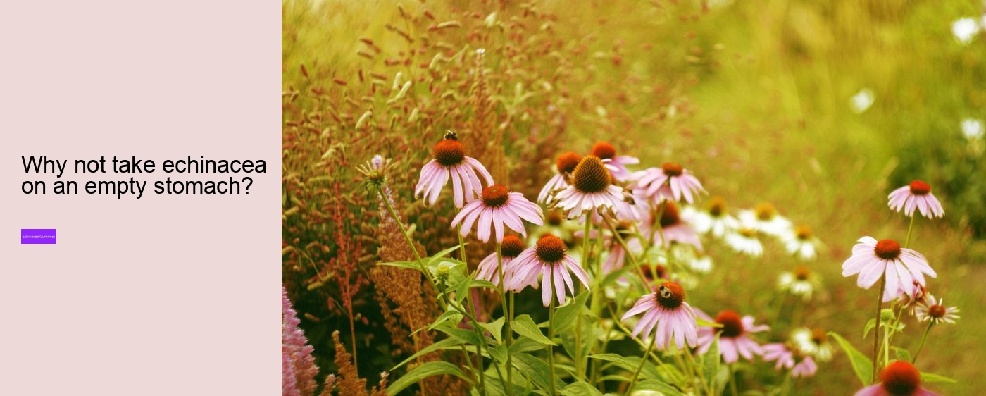 Why not take echinacea on an empty stomach?