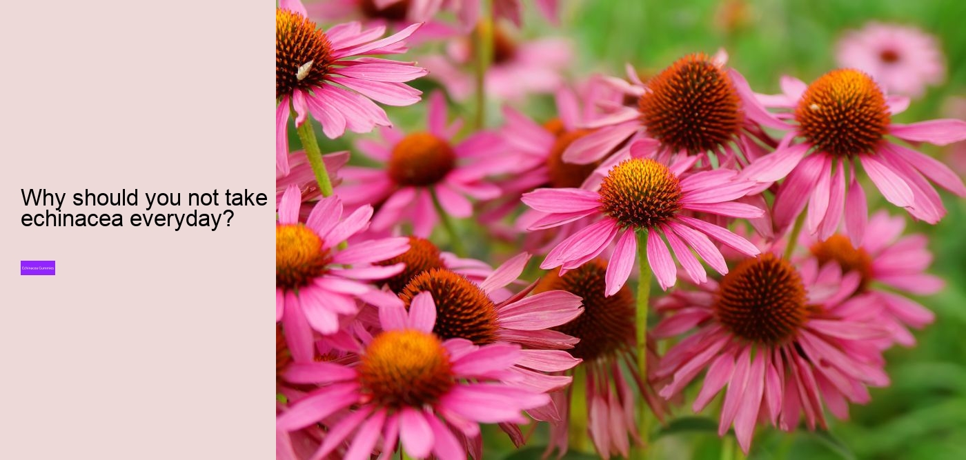 What are the pros and cons of echinacea?