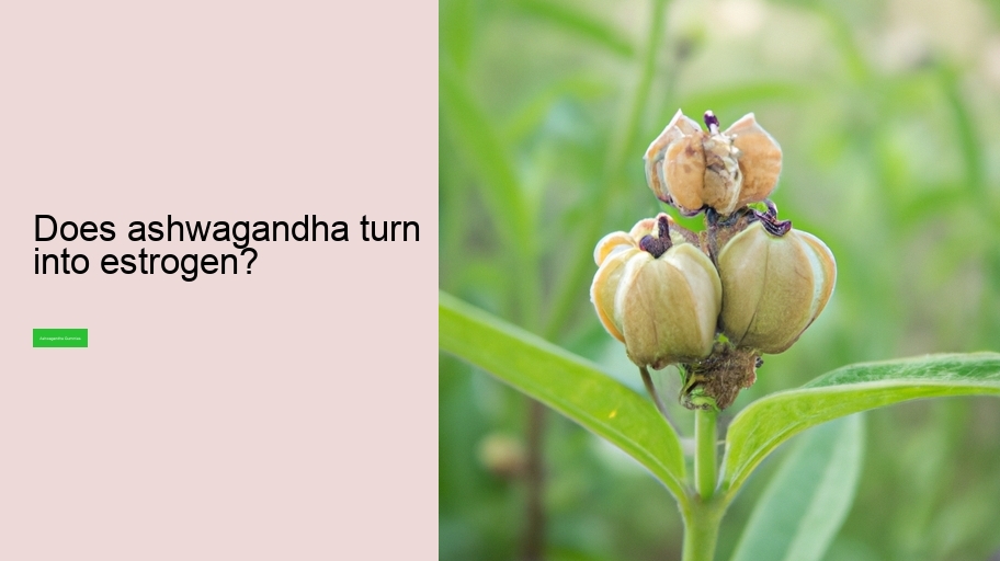 Does ashwagandha turn into estrogen?