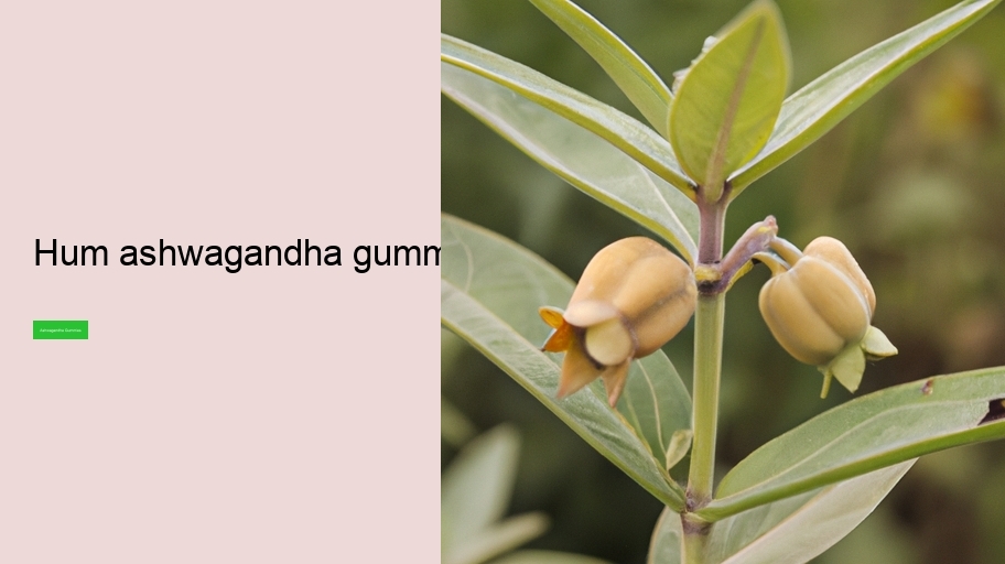 hum ashwagandha gummies