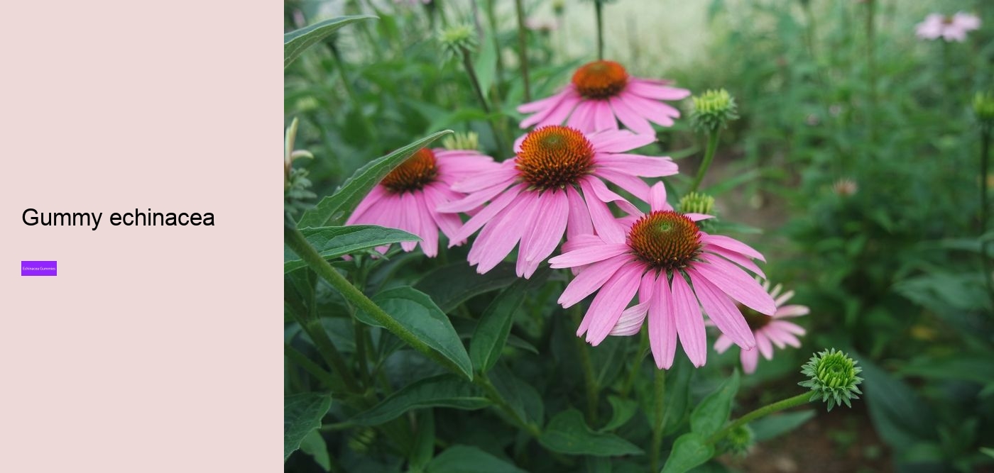 Does echinacea come in gummies?