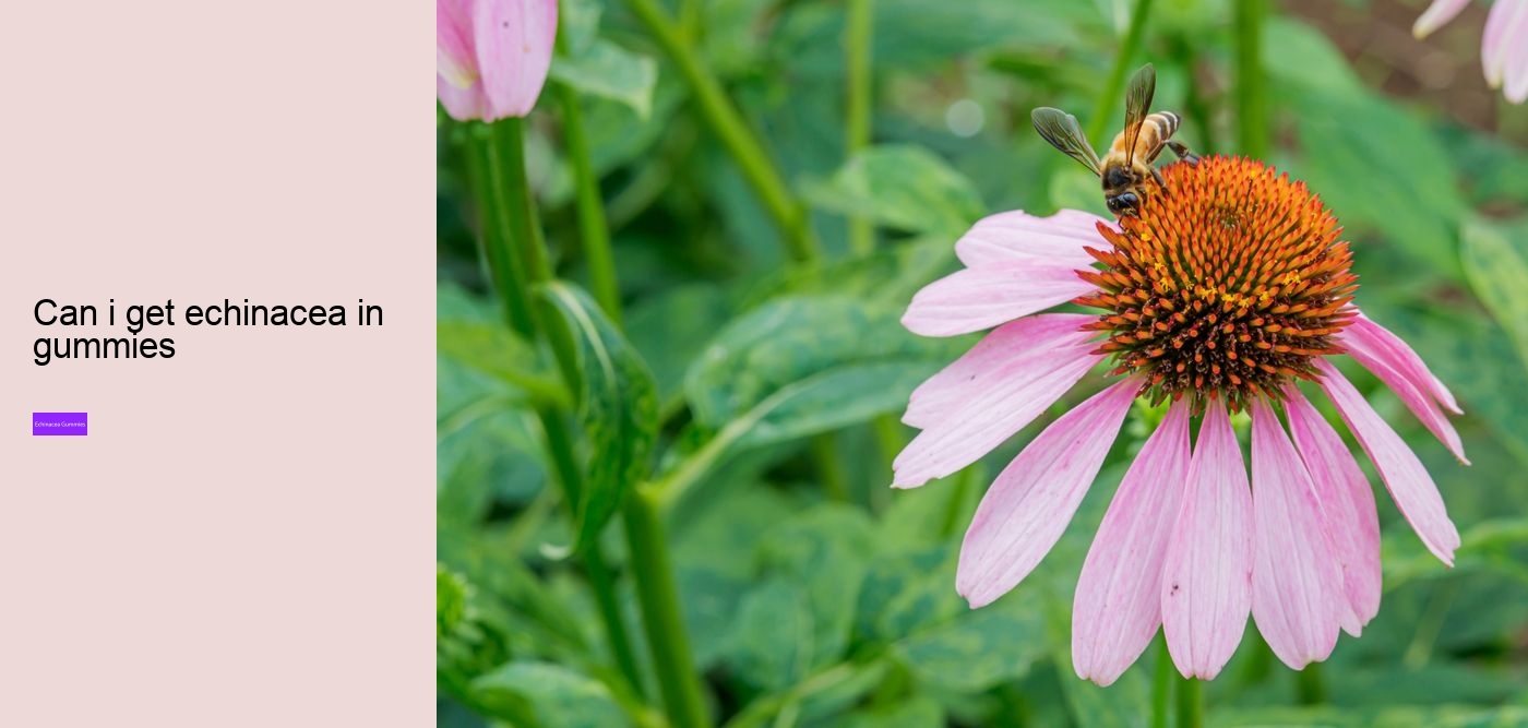 zinc and echinacea gummies