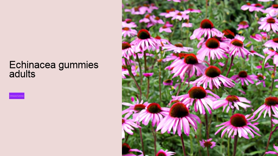 echinacea gummies adults