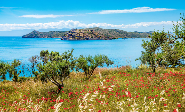 Wildblumen & Mohn auf Kreta, Griechenland