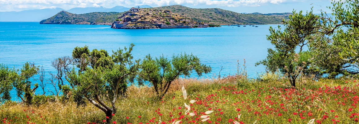 Wildblumen & Mohn auf Kreta, Griechenland