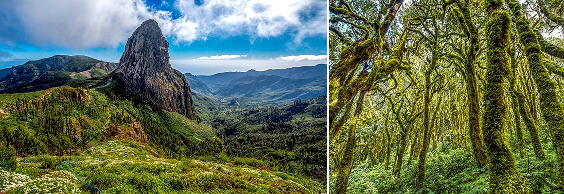 Spanien, La Gomera, Nebelwald Garajonay