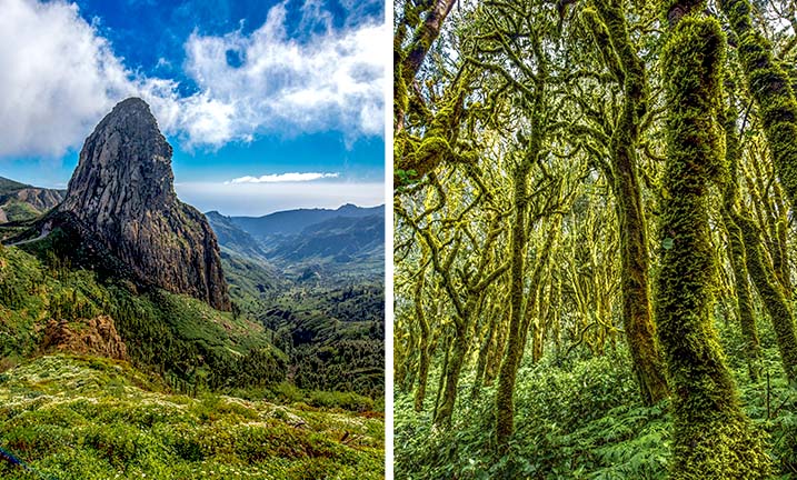 Spanien, La Gomera, Nebelwald Garajonay