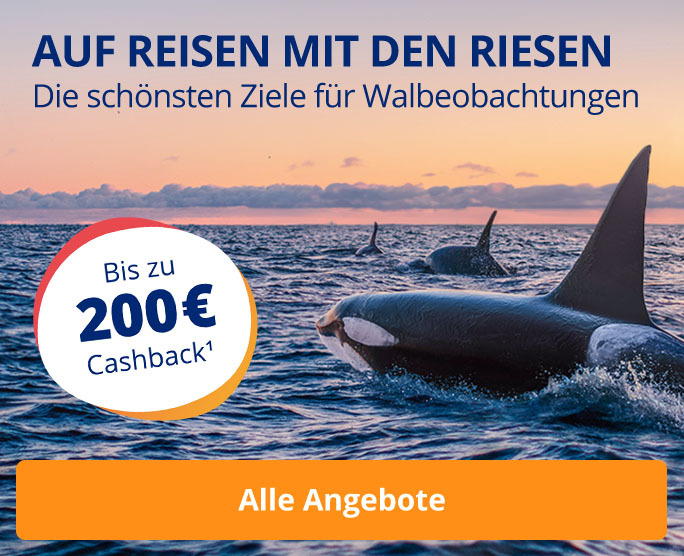 Die schönsten Ziele für Walbeobachtungen